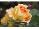 Róża 'Pat Austin' ma duże, miedzianej barwy kwiaty, które pachną jak róże herbaciane