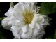 Clematis o podwójnych, białych kwiatach