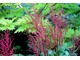 Ten kontrast jest znakomity (Astilbe plus Acer shirasawanum 'Aureum')