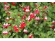 Salvia microphylla 'Hot Lips' jest bardzo śmiała i efektowna, bo ma dwubarwne kwiaty