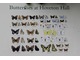 Tablica pokazująca listę motyli występujących w ogrodzie 