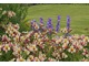 Zauważyłam alstremerie. W Anglii dość powszechnie sadzone są na rabatach i dają niezwykły efekt dzięki ciepłym kolorom