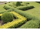 Istnieje także Knot Garden - piękny wzór żywopłotów parterowych, wykonany z zimozielonej ożanki (Teucrium), połączonej z bukszpanem i trawnikiem