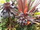 Kompozycja w gorących barwach: Cordyline australis "Purpurea", Aeonium arborescens "Schwarzkopf" i różne odmiany Coleus