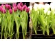 Na giełdzie kwiatowej można spotkać kwitnące tulipany w małych doniczkach