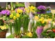 Dobrym pomysłem na wiosnę w domu, jest zakup wiosennych roślin cebulowych