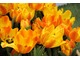 Tulipany pomarańczowe dla miłośników żywszych kolorów