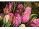 Bukiet tulipanów poprawi humor każdemu