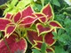 Coleus