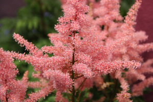 Astilbe 'Rhythm and Blues' 