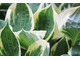 Hosta 'Patriot' - jedna z moich ulubionych