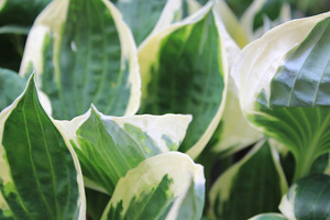 Hosta 'Patriot' - jedna z moich ulubionych