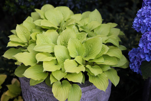 Hosta 'Fire Island'  z niebieskimi hortensjami