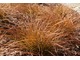 Carex testacea 'Prairie Fire'  jesienią