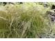 Carex testacea 'Prairie Fire'  zachowuje zieleń przez zimę
