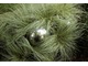 Carex comans 'Frosted Curls'  ze srebrnymi kulami z polerowanej stali