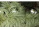 Carex comans 'Frosted Curls' 