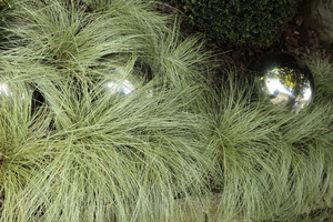 Carex comans 'Frosted Curls' 