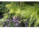 Carex testacea, Hakonechloa macra i na dole Verbena bonariensis 