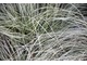 Carex comans 'Frosted Curls' - niesamowita turzyca o srebrzystym połysku i "włosiastym" wyglądzie