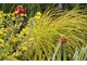 Carex elata 'Aurea' 