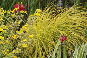 Carex elata 'Aurea' 