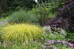 Carex elata 'Aurea' w zestawieniu z roślinami o zielonych i purpurowych liściach