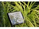 Carex elata "Aurea" - turzyca sztywna odmiana żółta