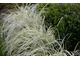 Carex oshimensis 'Evergold', obok bukszpanowe kule