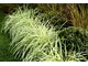 Carex oshimensis 'Evergold' - paskowana, wesoła roślina o niskim, kępiastym wzroście i jasnożółtych liściach z zielonym brzegiem