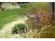 W towarzystwie bukszpanu, Carex testacea i Anemanthele lessoniana