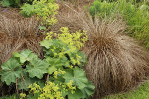 Carex flagellifera 'Bronzita'  w  towarzystwie przywrotnika 