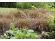 Carex flagellifera 'Bronzita' 