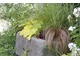 Carex flagellifera 'Bronzita'  w kamiennym korycie z inną turzycą i żurawkami
