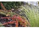 Carex testacea 'Prairie Fire' w towarzystwie berberysu 'Green Carpet'