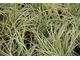 Carex ornithopoda 'Variegata' - turzyca "ptasie łapki" jest mi najdłużej znana