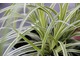 Carex morrowii 'Silver Sceptre'