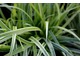 Carex morrowii 'Silver Sceptre'