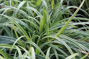 Carex morrowii 'Silver Sceptre'