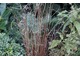 Carex buchananii 