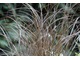 Carex tenuiculmis