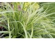 Carex oshimensis 'Everest'