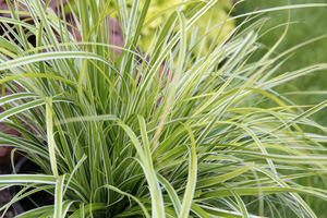 Carex oshimensis 'Everest'