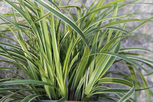 Carex morrowii 'Ice Dance' 