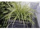 Carex oshimensis 'Everest'