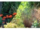Carex buchananii i czerwone firletki (Lychnis chalcedonica)