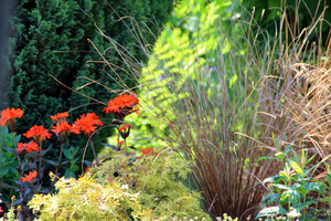 Carex buchananii i czerwone firletki (Lychnis chalcedonica)