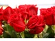 Róża 'RED BENTLEY'