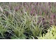 Carex riparia - turzyca brzegowa w sąsiedztwie wrzosów