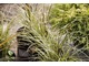 Carex riparia - turzyca brzegowa